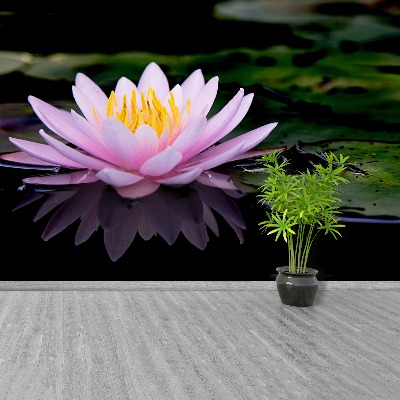 Wallpaper Pink lotus