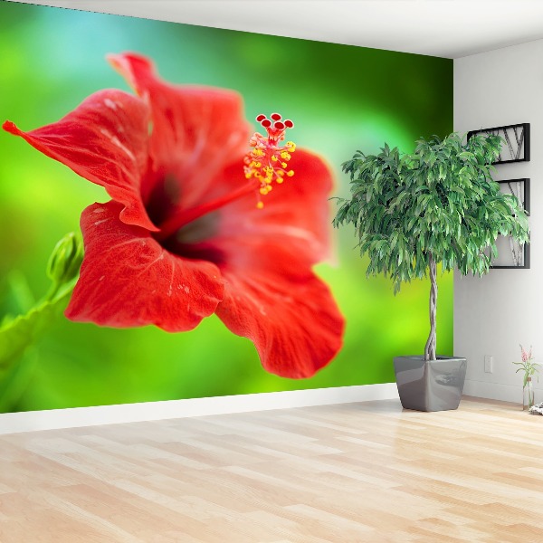 Wallpaper Hibiscus red