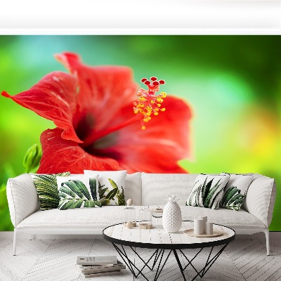 Wallpaper Hibiscus red