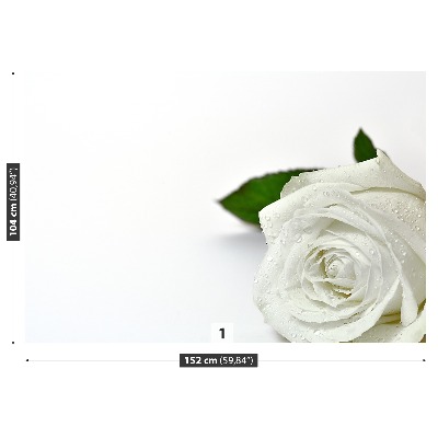 Wallpaper White rose