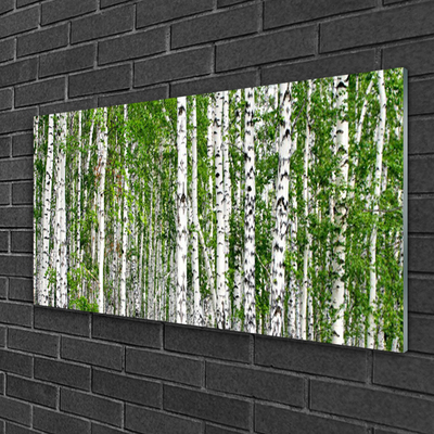 Acrylic Print Birch forest trees nature green white