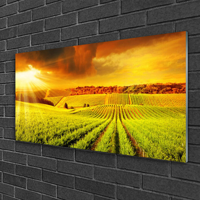 Acrylic Print Field sunset landscape green yellow