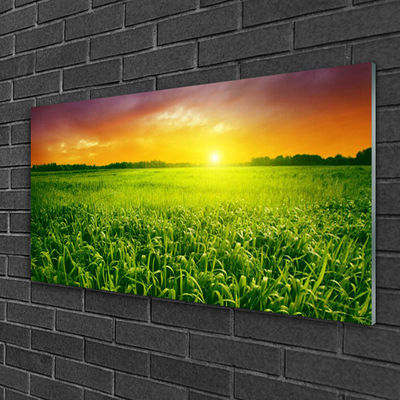 Acrylic Print Cereal field sunrise floral green red