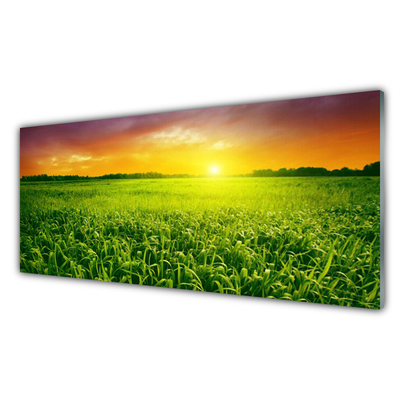 Acrylic Print Cereal field sunrise floral green red