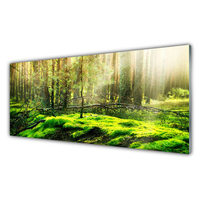 Acrylic Print Moss forest nature green