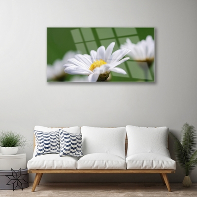 Acrylic Print Daisy floral white yellow green