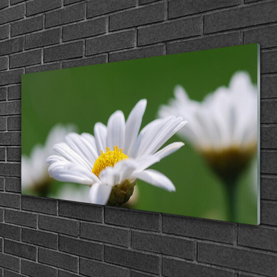 Acrylic Print Daisy floral white yellow green