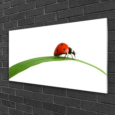 Acrylic Print Ladybug floral black red green