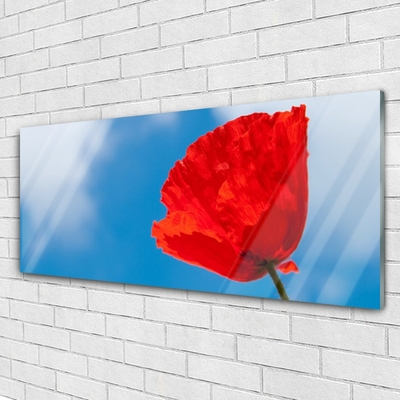 Acrylic Print Tulip floral red blue
