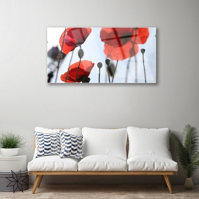 Acrylic Print Poppies floral red black