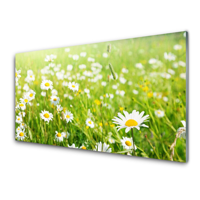 Acrylic Print Meadow daisies nature white yellow green