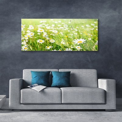 Acrylic Print Meadow daisies nature white yellow green