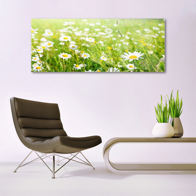 Acrylic Print Meadow daisies nature white yellow green