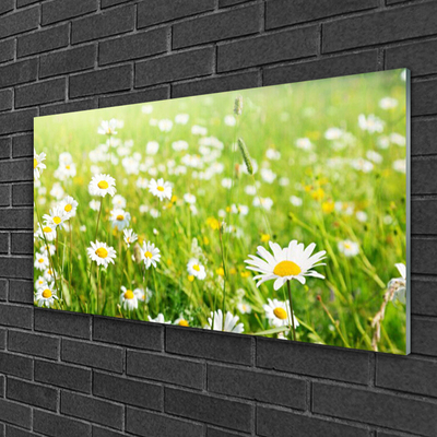 Acrylic Print Meadow daisies nature white yellow green