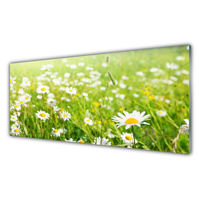 Acrylic Print Meadow daisies nature white yellow green