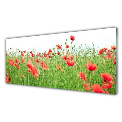 Acrylic Print Poppies nature red green