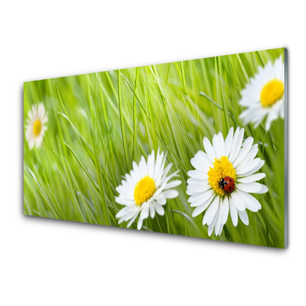 Acrylic Print Grass daisies nature white green