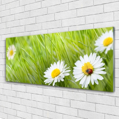 Acrylic Print Grass daisies nature white green