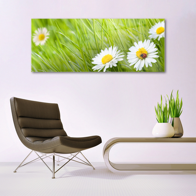 Acrylic Print Grass daisies nature white green