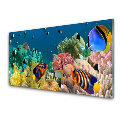 Acrylic Print Coral reef nature multi