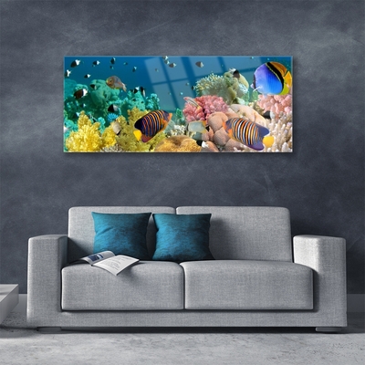 Acrylic Print Coral reef nature multi