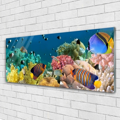 Acrylic Print Coral reef nature multi