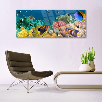 Acrylic Print Coral reef nature multi