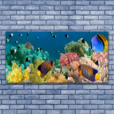 Acrylic Print Coral reef nature multi