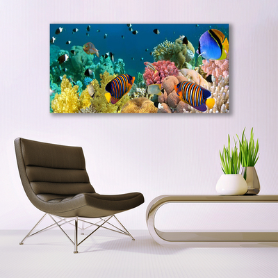 Acrylic Print Coral reef nature multi