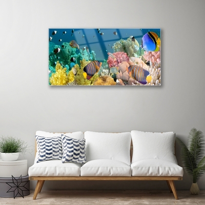 Acrylic Print Coral reef nature multi