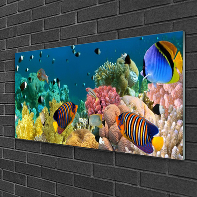 Acrylic Print Coral reef nature multi