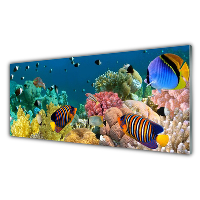 Acrylic Print Coral reef nature multi