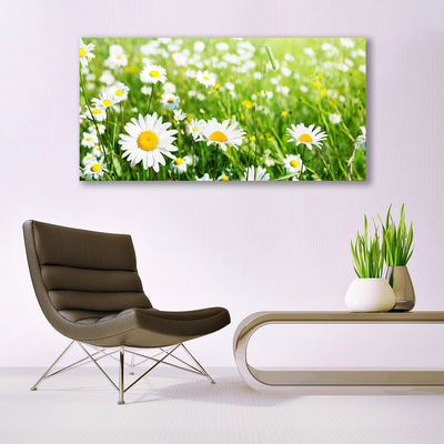 Acrylic Print Daisy floral white yellow green