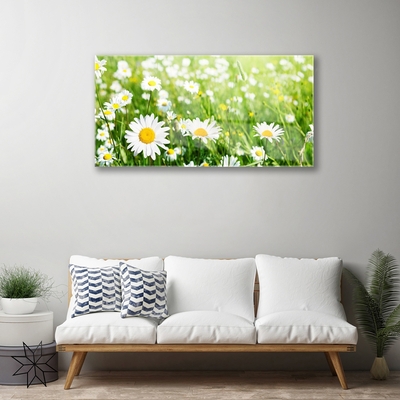 Acrylic Print Daisy floral white yellow green