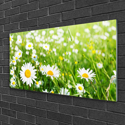 Acrylic Print Daisy floral white yellow green