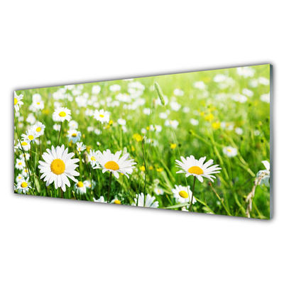 Acrylic Print Daisy floral white yellow green