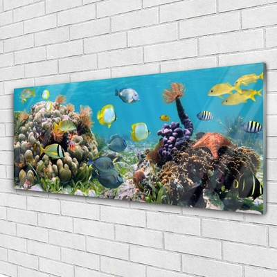Acrylic Print Coral reef nature multi