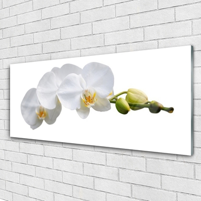 Acrylic Print Flowers floral white