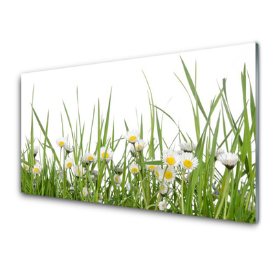 Acrylic Print Grass daisies nature green white yellow