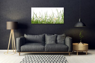 Acrylic Print Grass daisies nature green white yellow