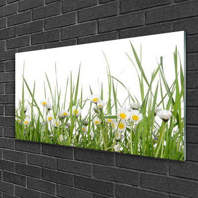 Acrylic Print Grass daisies nature green white yellow