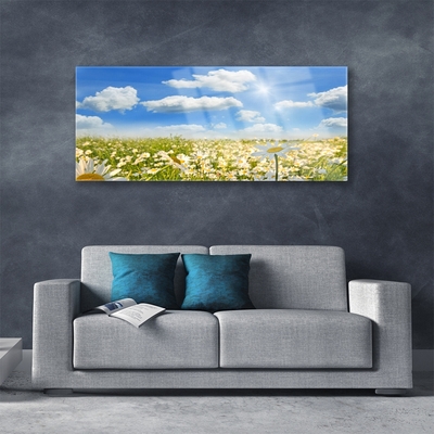 Acrylic Print Meadow daisies nature green blue white