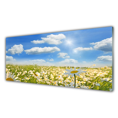 Acrylic Print Meadow daisies nature green blue white