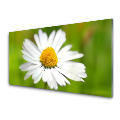 Plexiglas® Wall Art Daisy floral yellow white