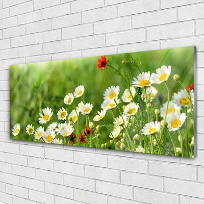 Plexiglas® Wall Art Daisy nature yellow white