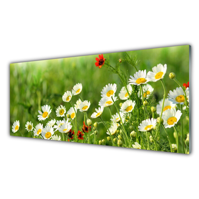 Plexiglas® Wall Art Daisy nature yellow white