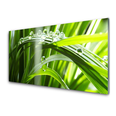 Plexiglas® Wall Art Grass dew drops floral green