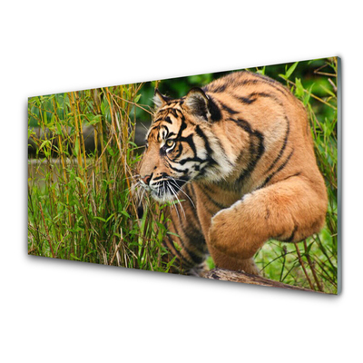 Plexiglas® Wall Art Tiger animals brown black