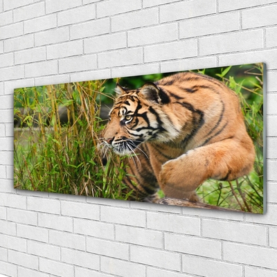 Plexiglas® Wall Art Tiger animals brown black