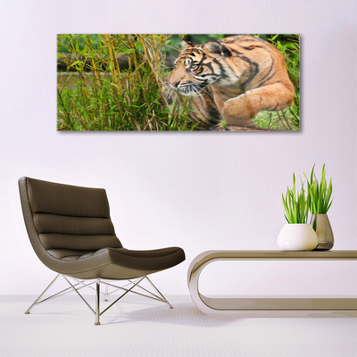 Plexiglas® Wall Art Tiger animals brown black